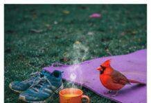 Balancing Cardiovascular Workouts with Yoga and Ayurvedic Breathing Techniques A cardinal eyes a yoga mat, shoes, and tea on wet grass.